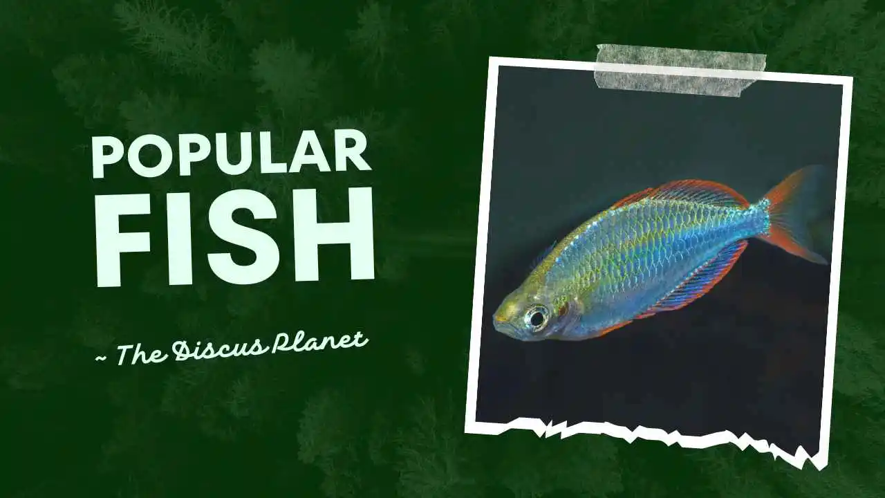 Popular Fish